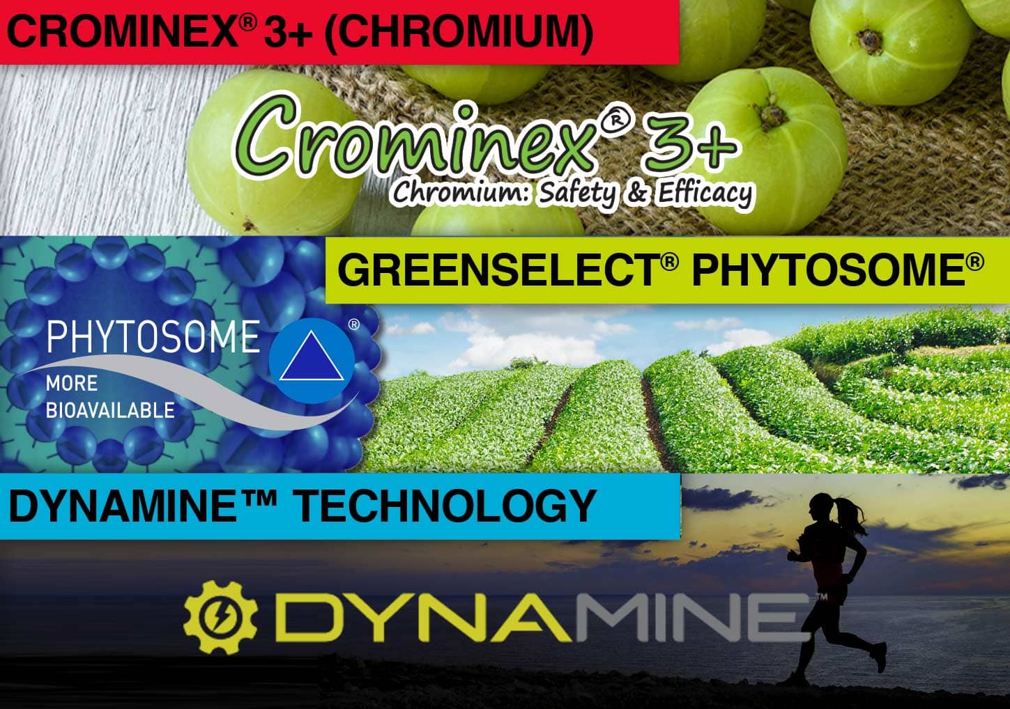 Ingredients in Saba ACE supplement including Crominex 3+, Greenselect Phytosome, and Dynamine Technology